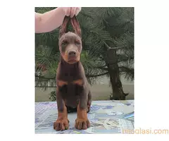 Štenci Dobermana - 4