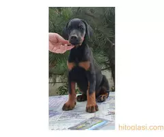 Štenci Dobermana - 5