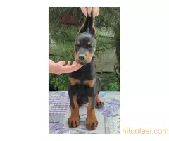 Štenci Dobermana - 6