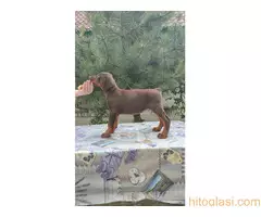 Štenci Dobermana - 7