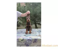 Štenci Dobermana - 9