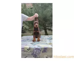 Štenci Dobermana - 10