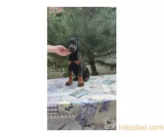 Štenci Dobermana - 11