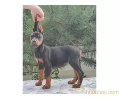 Štenci Dobermana - 12