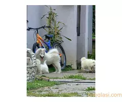 Štenci Samojeda - 2