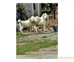 Štenci Samojeda - 3