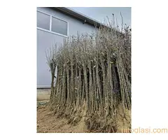 Sadnice Voća - Najbolji Izbor za Vaš Voćnjak! - 2