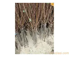 Sadnice Voća - Najbolji Izbor za Vaš Voćnjak! - 3