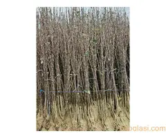 Sadnice Voća - Najbolji Izbor za Vaš Voćnjak! - 4