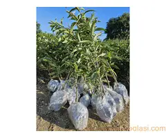 Sadnice Voća - Najbolji Izbor za Vaš Voćnjak! - 5