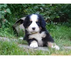 Bernski planinski pas - stenci - 2