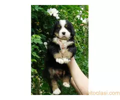 Bernski planinski pas - stenci - 3