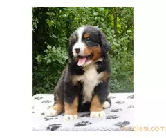 Bernski planinski pas - stenci - 4