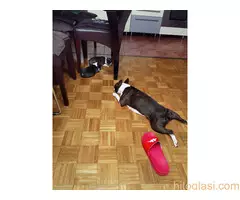 Boston terijer STENCI - 2