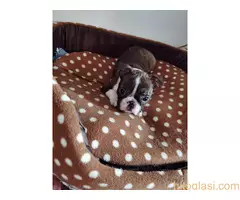 Boston terijer STENCI - 3