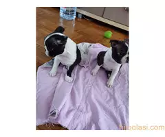 Boston terijer STENCI - 4