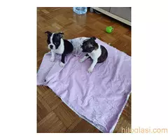 Boston terijer STENCI - 5