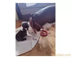 Boston terijer STENCI - 6