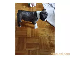 Boston terijer STENCI - 7