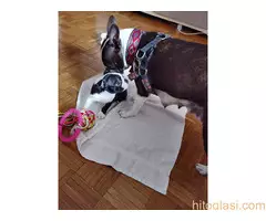 Boston terijer STENCI - 8