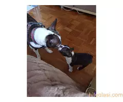 Boston terijer STENCI - 9