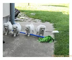 Nemački Špic štenci - 2