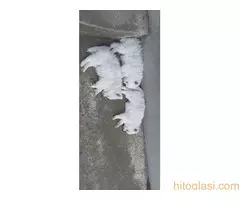 Nemački Špic štenci - 3