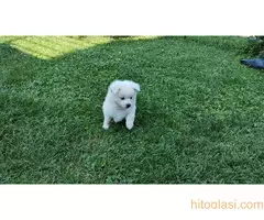 Nemački Špic štenci - 4