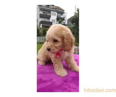 Štenci patuljaste pudle - 2