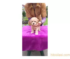 Štenci patuljaste pudle - 3