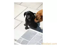 Poklanja se ženkica - 2