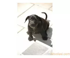 Poklanja se ženkica - 3