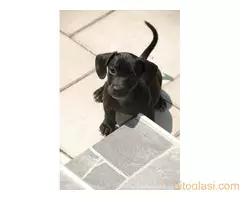 Poklanja se ženkica - 4