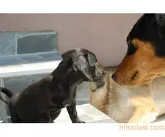 Poklanja se ženkica - 6