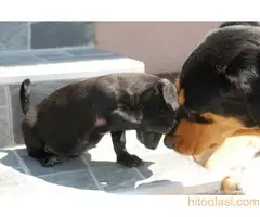 Poklanja se ženkica - 7