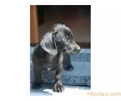 Poklanja se ženkica - 8