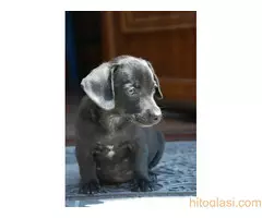 Poklanja se ženkica - 9