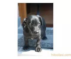 Poklanja se ženkica - 10