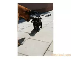 Poklanja se ženkica - 11