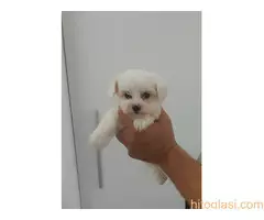 Kucici Maltezera - 2