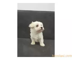Kucici Maltezera - 3