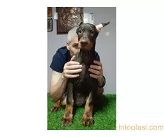 Štenci dobermana - 2