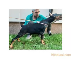 Štenci dobermana - 3