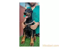 Štenci dobermana - 5