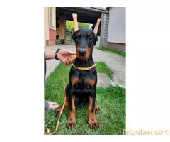 Štenci dobermana - 6