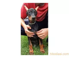 Štenci dobermana - 7