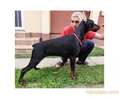 Štenci dobermana - 8