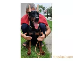 Štenci dobermana - 9