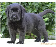 Labrador retriver štenci - 2