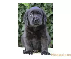 Labrador retriver štenci - 3